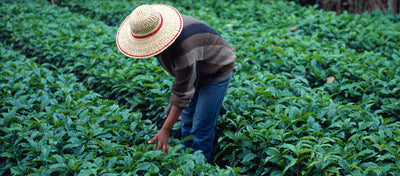 An Ethical Coffee Cup: Fair Trade & The Rainforest Alliance
